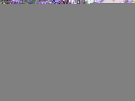 Nepeta Walker's Low - image 2