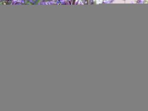 Nepeta Walker's Low - image 2