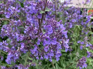 Nepeta Walker's Low - image 2