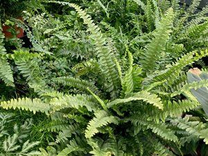 Nephrolepsis (Boston Fern)