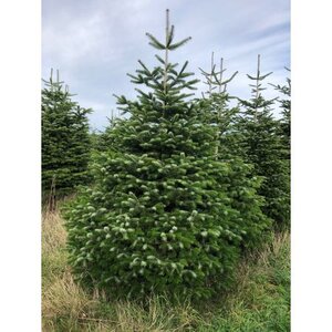 Nordman Fir 10-12ft (300-360cm)