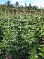 Nordman Fir