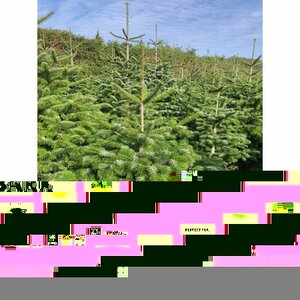 Nordman Fir 4-5ft (120-150cm)