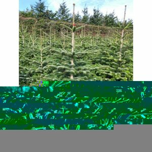 Nordman Fir 5-6ft (150-175cm)
