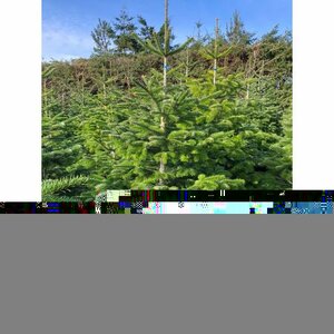 Nordman Fir 6-7ft (175-200cm)
