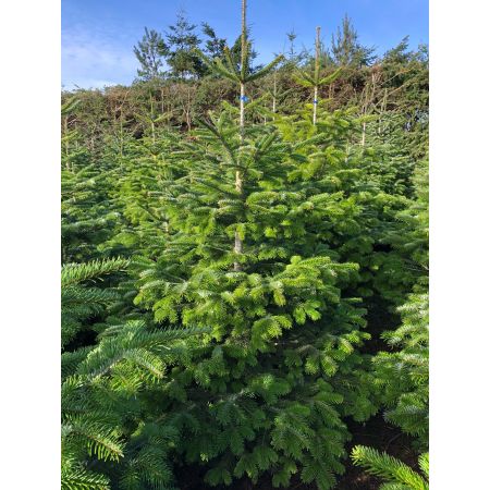 Nordman Fir 6-7ft (175-200cm) - image 1