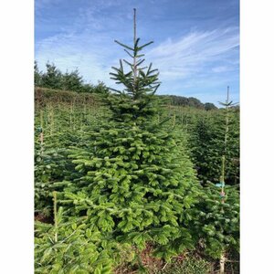 Nordman Fir 7-8ft (200-240cm)