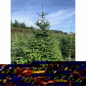 Nordman Fir 7-8ft (200-240cm)