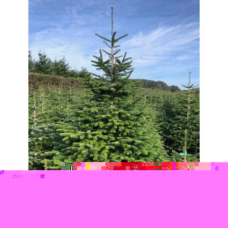 Nordman Fir 7-8ft (200-240cm) - image 1
