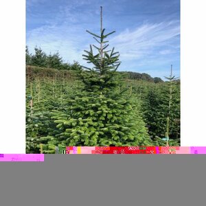 Nordman Fir 7-8ft (200-240cm)