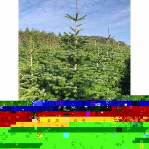 Nordman Fir 8-10ft (240-300cm)