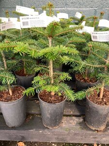 Nordman Fir Potted 2 litre 1ft-1.5ft (30-40cm)