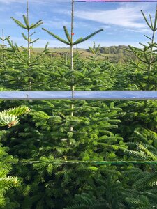 Nordman Fir Value 5-7ft (150-200cm)