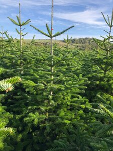 Nordman Fir Value 5-7ft (150-200cm) - image 1