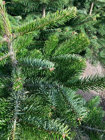 Nordman Fir Value 5-7ft (150-200cm) - image 2