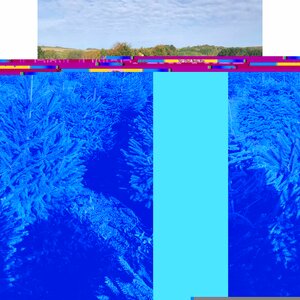 Norway Spruce 10lt Pot 3-4ft (100-120cm)