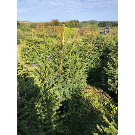 Norway Spruce 10lt Pot 3-4ft (100-120cm) - image 1