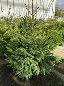 Norway Spruce 10lt Pot (60-80cm)