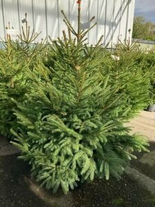 Norway Spruce 10lt pot (80-100cm)