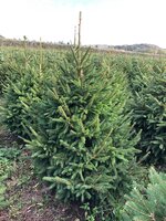 Norway Spruce
