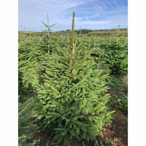 Norway Spruce 3-4ft (100-120cm)