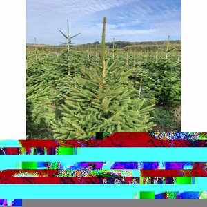 Norway Spruce 3-4ft (100-120cm)