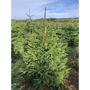 Norway Spruce 3-4ft (100-120cm)