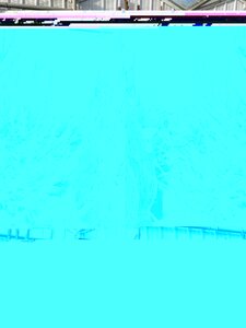 Norway Spruce 35lt pot (190-220cm)