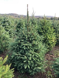 Norway Spruce 4-5ft (120-150cm) - image 1