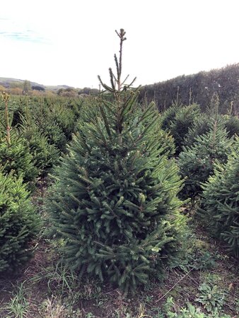 Norway Spruce 5-6ft (150-175cm) - image 1