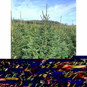 Norway Spruce 6-7ft (175-200cm)