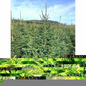 Norway Spruce 6-7ft (175-200cm)