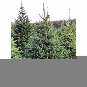 Norway Spruce 7-8ft (200-240cm)