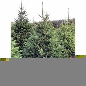 Norway Spruce 8-9ft (240-270 cm)