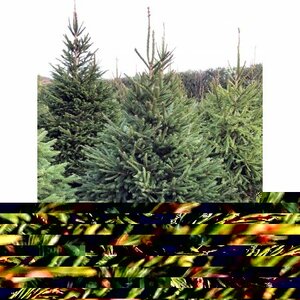 Norway Spruce 9-10ft (270-300cm)