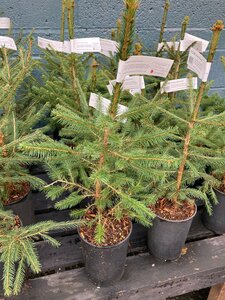 Norway Spruce Potted 2 litre 1ft-1.5ft (30-40cm)