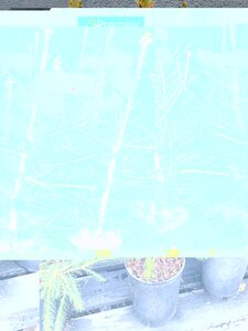 Norway Spruce Potted 2 litre 1ft-1.5ft (30-40cm)