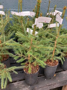Norway Spruce Potted 2 litre 1ft-1.5ft (30-40cm)