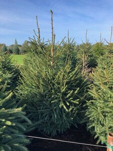 Norway Spruce potted 4-5ft (120-150cm)
