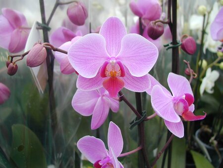 Orchid - image 1