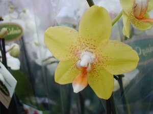 Orchid - image 2