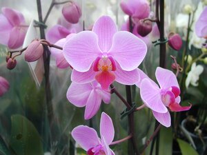 Orchid
