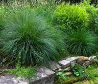 Ornamental Grasses