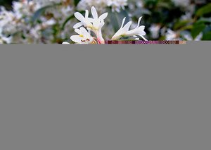 Osmanthus x Burkwoodii