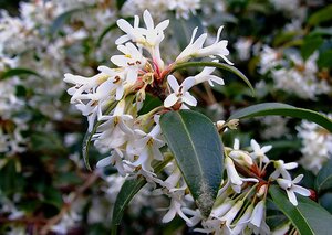 Osmanthus x Burkwoodii