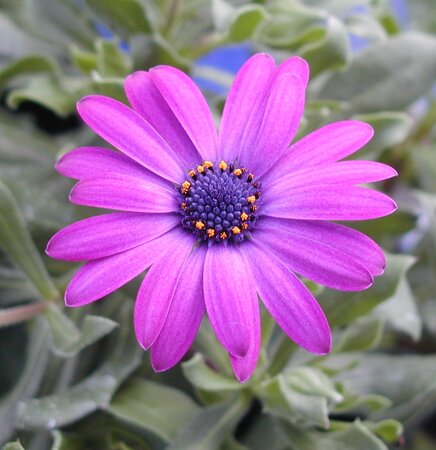 Osteospermum Tresco Purple - image 1