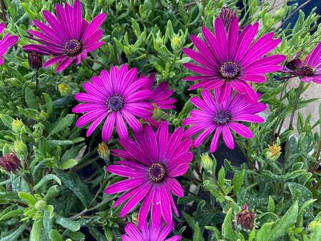 Osteospermum Tresco Purple - image 2