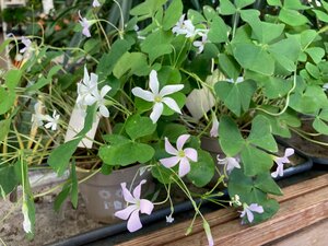 Oxalis