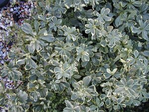 Pachysandra ter. Variegata