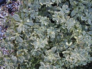 Pachysandra ter. Variegata